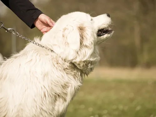 Gro&szlig;er Hund beim Spaziergang